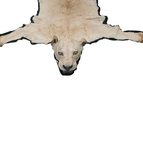 Taxidermy mounts for sale, taxidermy, taxidermy mounts