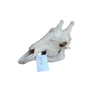 GIRAFFE SKULL GS01A