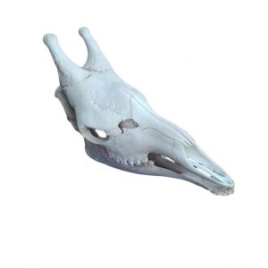 GIRAFFE SKULL GS02A