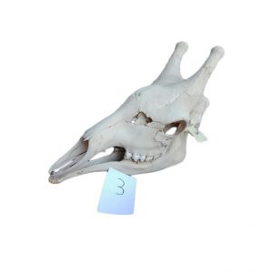 GIRAFFE SKULL GS03A