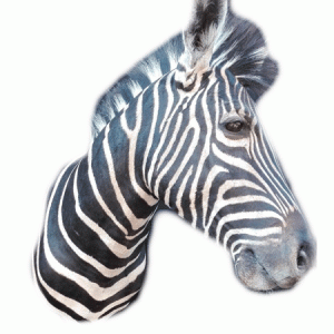 Zebra Shoulder Mount TDZ3