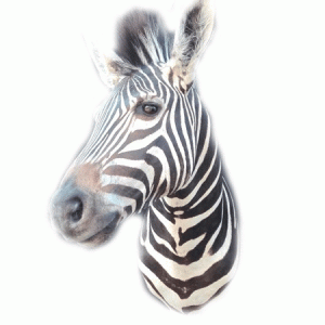 Zebra Shoulder Mount TDZ4