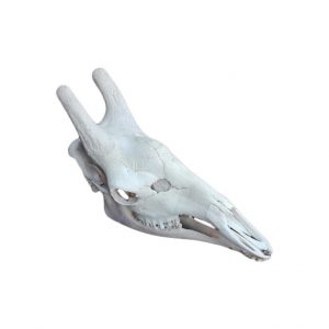 GIRAFFE SKULL GS04A