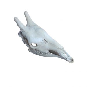 GIRAFFE SKULL GS06A