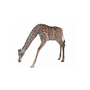 Giraffe Drinking Full Mount - Ref: F1075