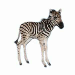 Baby Zebra Full Mount  ZB11A