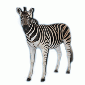 Zebra Full Mount ZB12