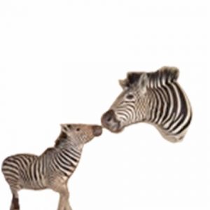 Zebra mother/Baby zebra