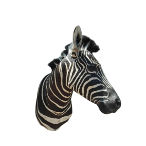 Zebra Shoulder Mount A2
