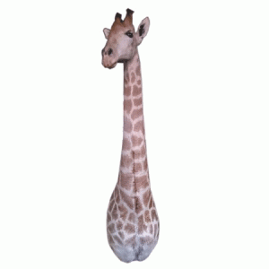 African taxidermy Giraffe shoulder mount - A&B