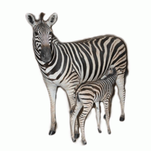 Zebra mother and baby full mount - ZMB1