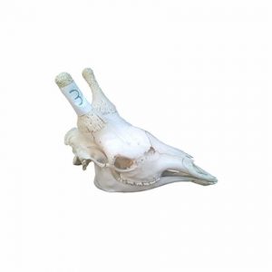 Giraffe Skull For Sale 03