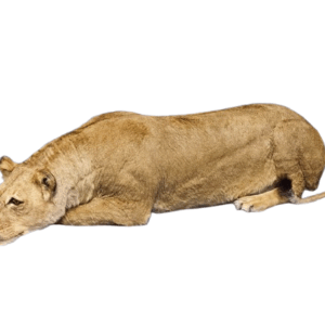 Lioness Full Mount 001