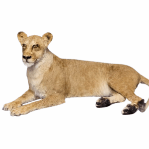 Lioness Full Mount 002