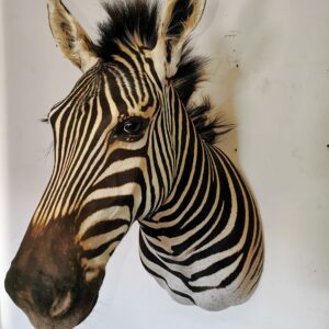 Zebra Shoulder Mount 001