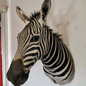 Zebra Shoulder Mount 002