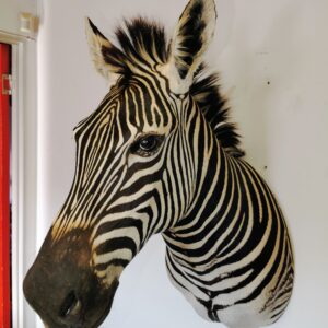 Zebra Shoulder Mount 003