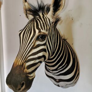 Zebra Shoulder Mount 004