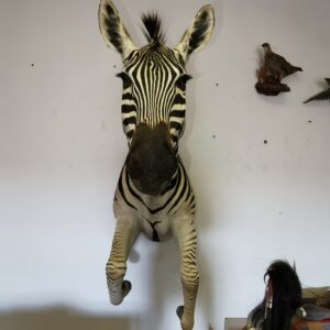 Zebra Half Mount 001