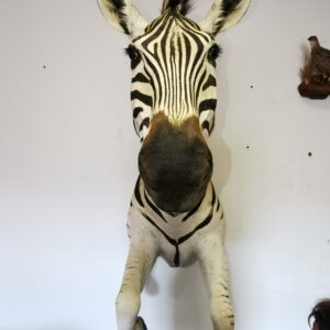 Zebra Half Mount 002