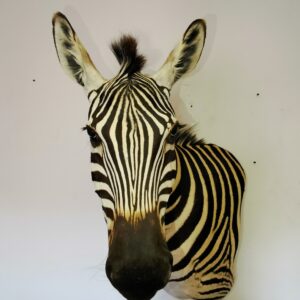 Zebra Shoulder Mount 005