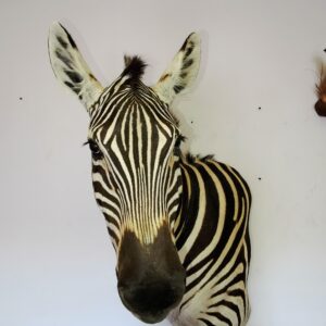 Zebra Shoulder Mount 006